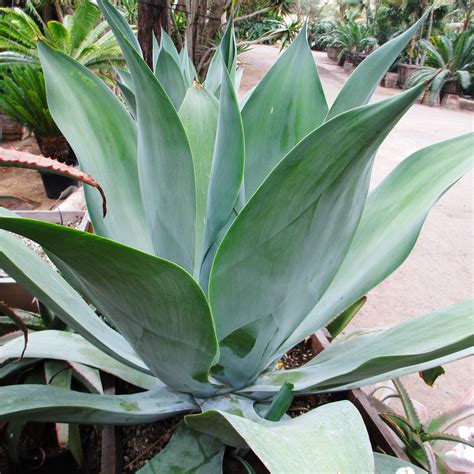Agave attenuata 'Blue Fantastic' - Rancho Tissue