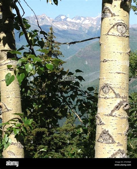 black cottonwood (Populus trichocarpa Stock Photo - Alamy