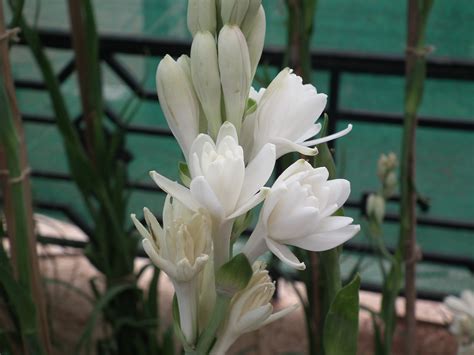 Top 10 Most Fragrant Flowers - Dengarden