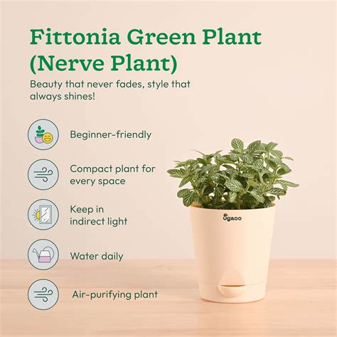 Decorative Indoor Plant Combo - Variegated & Tropical Greens – Ugaoo