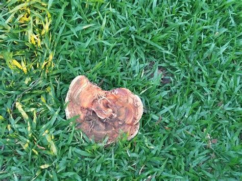 ROSA CORTIANA ESCALERA (Sao Gabriel) - B&B Reviews, Photos, Rate ...