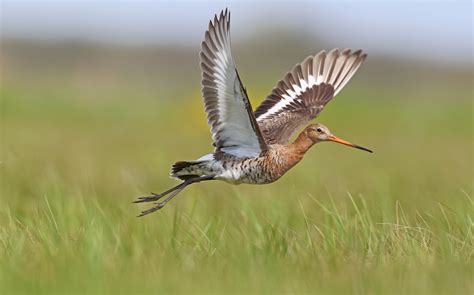 Black-tailed Godwit (limosa) - eBird