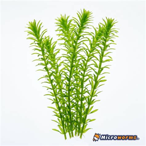 Aquatic Plants | Microworms.in - Microworms