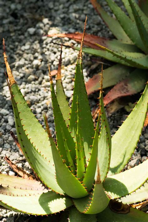 Aloe Vera Plant
