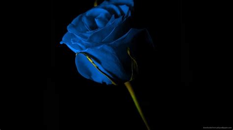 Black and Blue Rose Wallpapers - Top Free Black and Blue Rose ...
