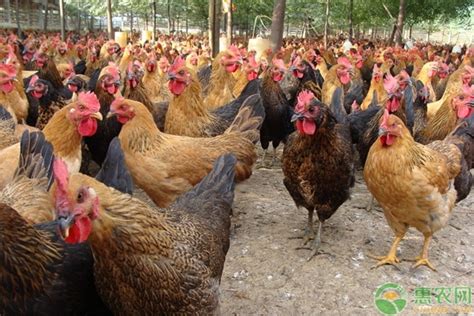 农民养殖这四个品种的鸡前景很大，养得好也不缺钱 - 绕农网