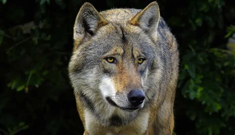Image result for Timberwolf Facts