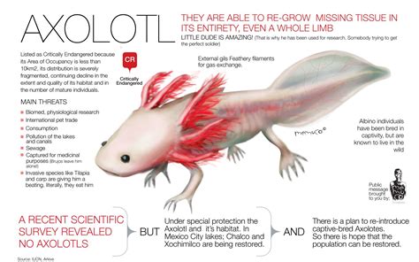 Adaptations Of The Axolotl