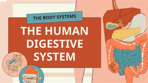 Image result for Digestive System Theme