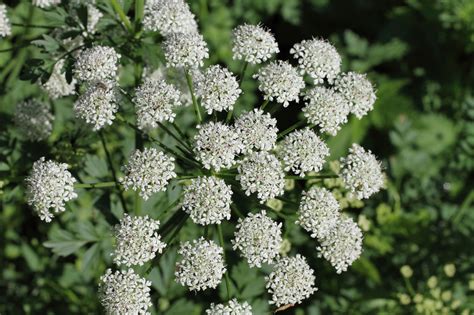 Poisonous hemlock hospitalizes Texas woman in Dallas