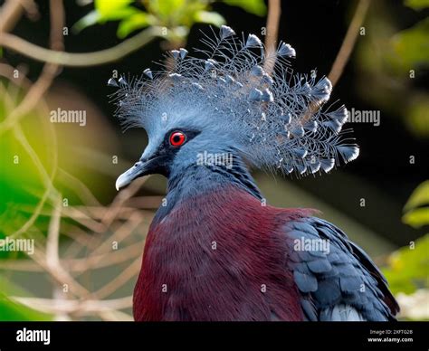 Victoria crowned pigeon (Goura victoria) portrait, captive Stock Photo - Alamy