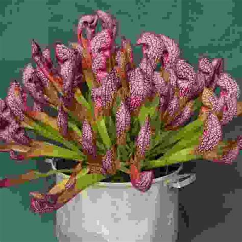 Specialist in rare & exotic orchids.. – EXOTICA ORCHIDS