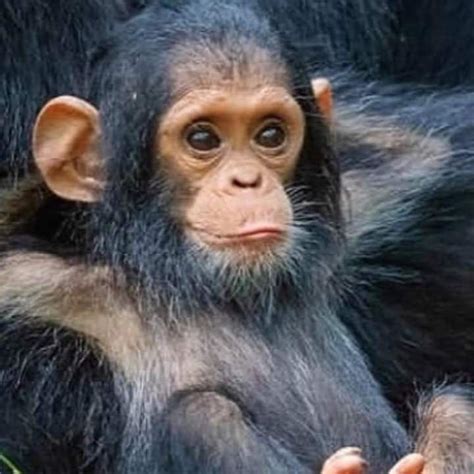 Image result for Monkey Using Computer Meme