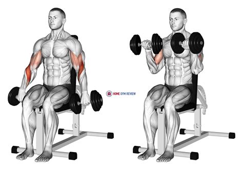 Reverse Grip Bicep Curls