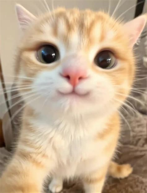 Salute Cat GIF - Salute Cat Cute - Discover & Share GIFs in 2025 | Cat ...