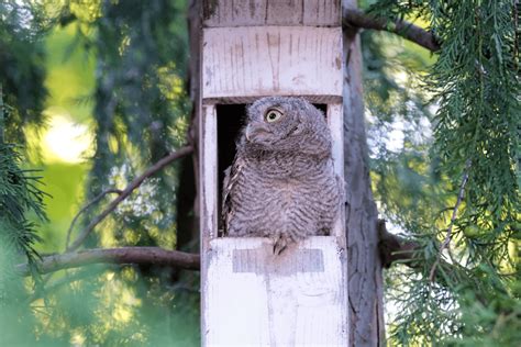 Image result for Baby Owl Springwatch