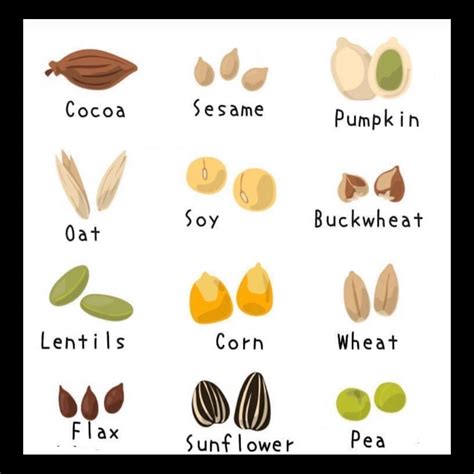 Different kinds of grains | Dicas de ingles, Diferentes tipos de, Tipos de