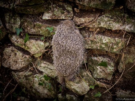 "Underrated predators": 5 surprising facts about hedgehogs - Predator Free NZ Trust