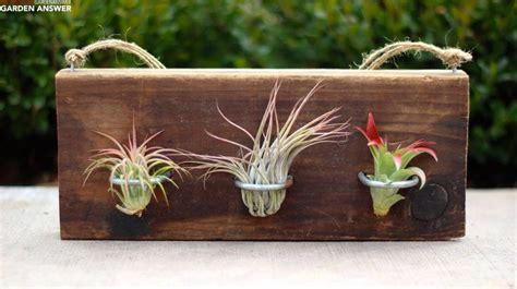 How to Mount Air Plants 的图像结果
