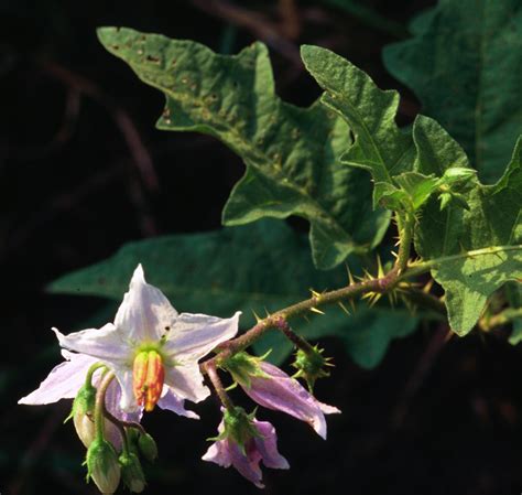 What Does Horse Nettle Look Like at Mikayla Gascoigne blog