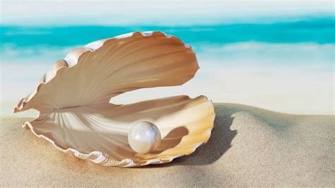 Image result for Pearly Sea Shells