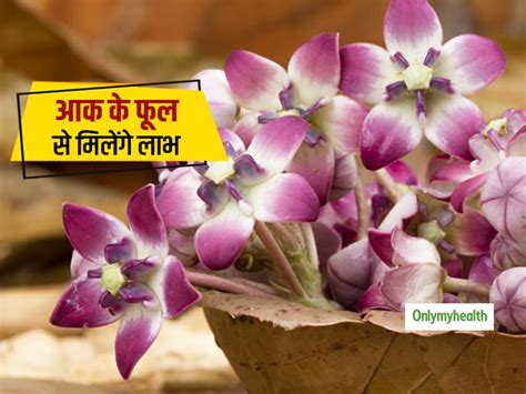 7 Uses of Aak Flower or Madar ke Phool in Daily Life Problems Like ...
