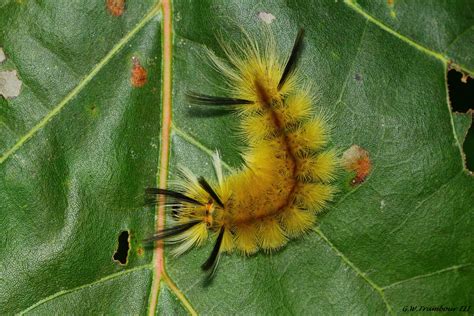 American Dagger Moth Caterpillar 1 by natureguy on DeviantArt