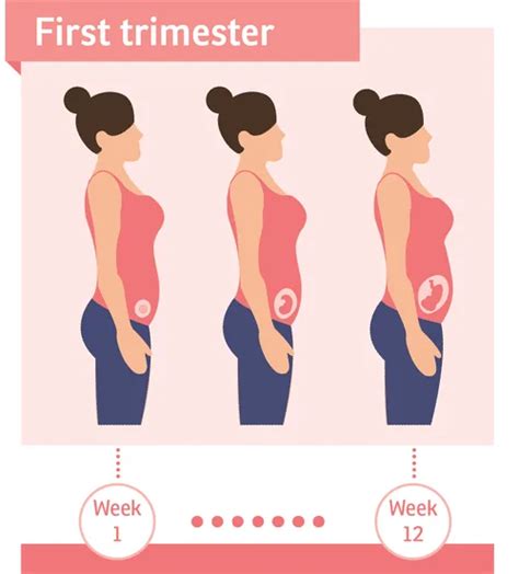 First-Trimester Weeks 的图像结果