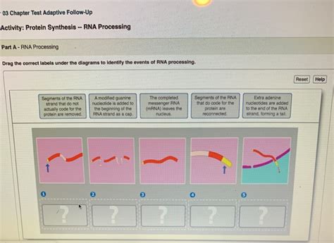 Image result for RNA Processing Animation