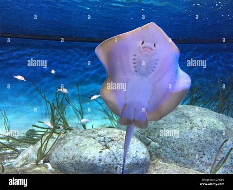 Baby Stingray High Resolution Stock Photography and Images - Alamy