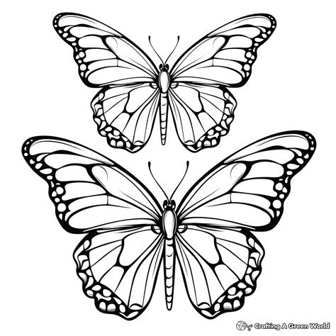 Monarch Butterfly Coloring Pages - Free & Printable!