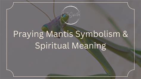 Praying Mantis Symbolism & Spiritual Meaning