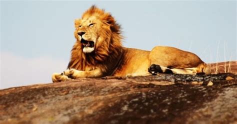 New Study On Their Evolution Aims To Better Conserve 20,000 Lions ...