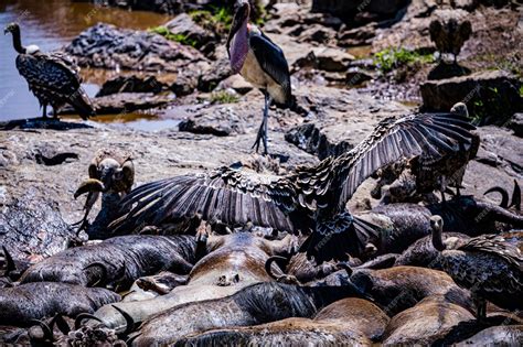 Premium Photo | Vulture bird wildlife animals mammals savanna grassland ...