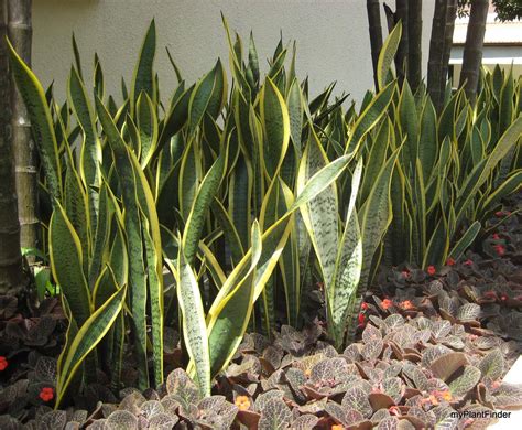 SANSEVIERIA - Google Search Sansevieria Plant, Sansevieria Trifasciata ...