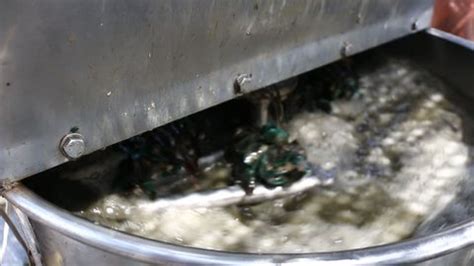 Washing Mussels 的图像结果