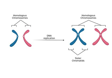 Sister Chromatids