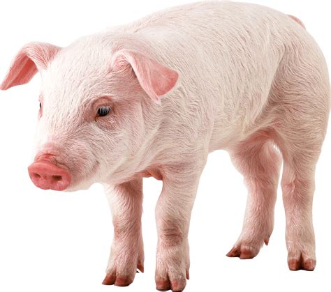 Pig Profile Picture – Telegraph