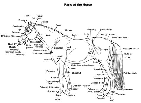 Parts of the Horse - My Senior Horse