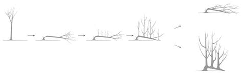 Initiating Research into Adapting Rural Hedging Techniques, Hedge Types ...