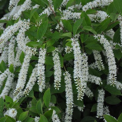 Itea Plant for Sale | Enhance Your Garden with Virginia Sweetspire ...