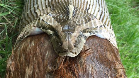 Image result for Giant Python Eating