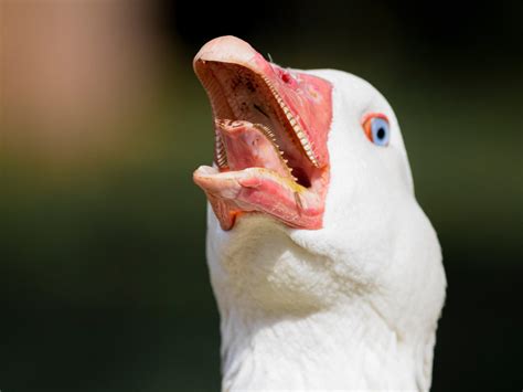 What's the Difference Between a Goose and a Duck