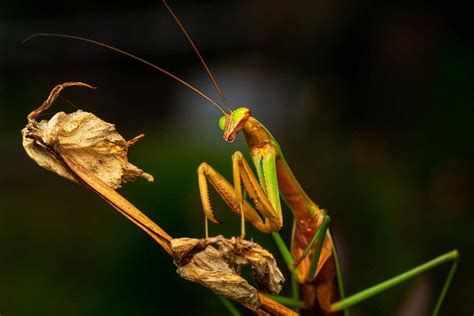 Do Praying Mantis Bite? - 5 Best Facts About Praying Mantis