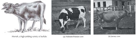 Food Resources Animal Husbandry - Science Class 9 PDF Download