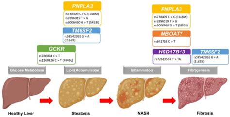 Genetic Polymorphisms and Diversity in Nonalcoholic Fatty Liver Disease ...