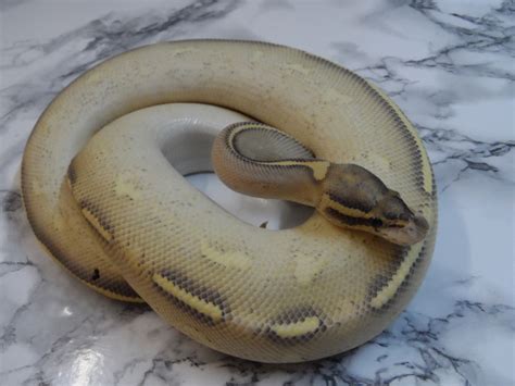 Highway Ball Python 的图像结果