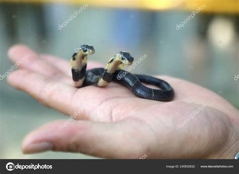 Two Headed Cobra Snake