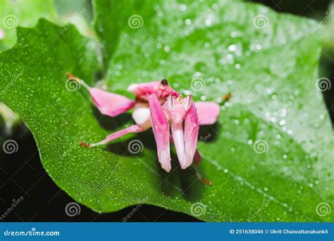 Orchid Mantis, Pink Orchid Mantis, Hymenopus Coronatus, Walking Flower ...
