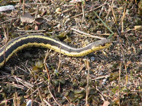 Snake Game Using Python 的图像结果